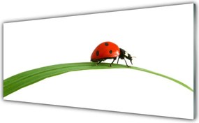 Panel Kuchenny Mała Biedronka W Trawie