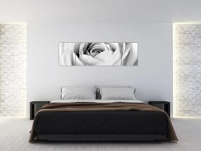 Obraz - Detal kwiatu róży (170x50 cm)