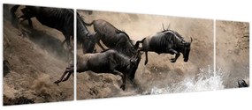 Obraz - Stado antylop gnu (170x50 cm)