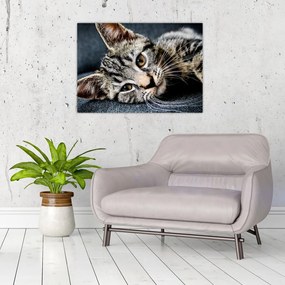 Obraz na szkle - Kotek (70x50 cm)