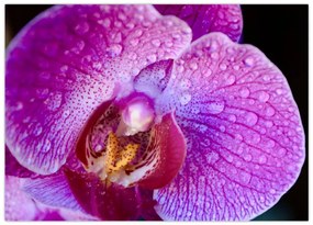 Obraz na szkle - zbliżenie kwiatu orchidei (70x50 cm)