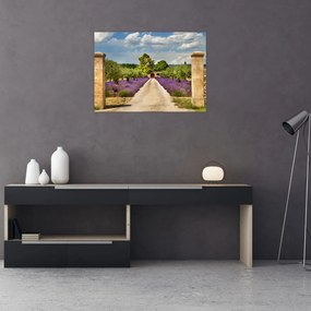 Obraz - Lawendowe ścieżki (70x50 cm)
