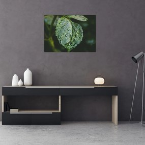 Obraz - krople na liściu (70x50 cm)