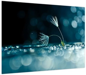 Obraz - Makro (70x50 cm)