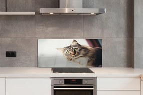 Panel Szklany Kot maine coon