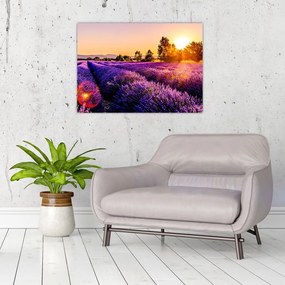 Obraz na szkle pola lawendy, Prowansja (70x50 cm)