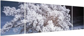 Obraz - Śnieżnobiałe drzewo (170x50 cm)