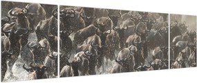 Obraz - Stado antylop gnu (170x50 cm)