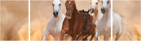 Obraz - Stado koni (170x50 cm)