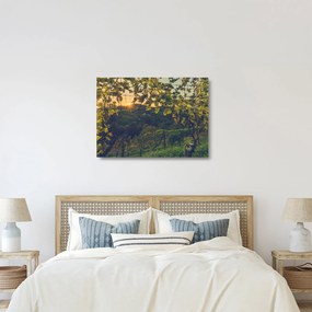 Obraz na szkle - Winnica (70x50 cm)