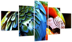 Obraz - Papuga (125x70 cm)