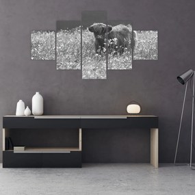 Obraz - Szkocka krowa 5, czarno - biały (125x70 cm)