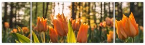 Obraz - kwiaty tulipanów (170x50 cm)