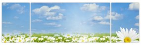 Obraz kwitnącej łąki ze stokrotkami (170x50 cm)