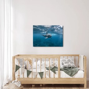 Obraz - Delfin pod wodą (70x50 cm)