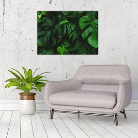 Obraz liści Monstery (70x50 cm)