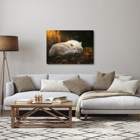 Obraz - Odpoczywający wilk (70x50 cm)
