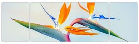 Obraz kwiatu Strelicji (170x50 cm)