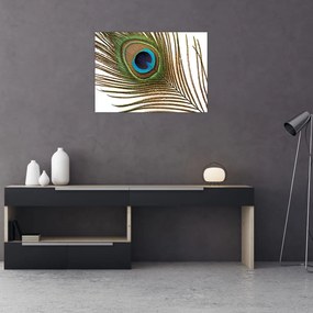Obraz na szkle - pawie pióra (70x50 cm)