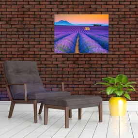 Obraz - Lewndowe pole (70x50 cm)