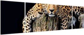 Obraz - Gepard (170x50 cm)