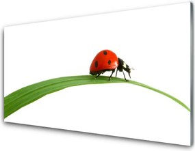 Panel Kuchenny Mała Biedronka W Trawie