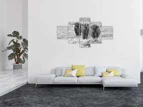 Obraz - Szkockie krowy, czarno - biały (125x70 cm)
