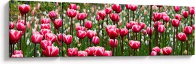 Obraz tulipanów (170x50 cm)
