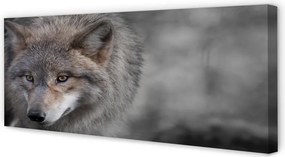 Obraz na płótnie Portret Wilka