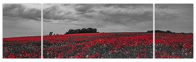 Obraz maków (170x50 cm)
