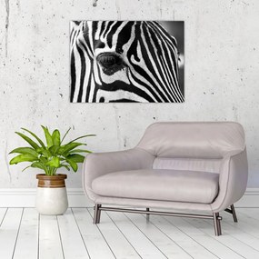 Obraz na szkle - zebra (70x50 cm)