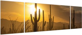 Obraz - Kaktusy Saguaro (170x50 cm)