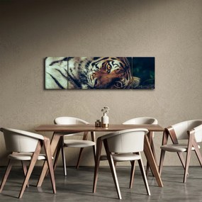 Obraz - tygrys syberyjski (170x50 cm)