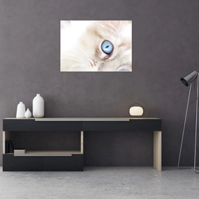 Obraz - Kotek (70x50 cm)