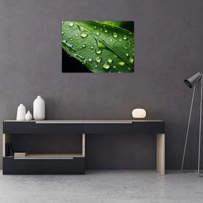 Obraz - Liść po deszczu (70x50 cm)