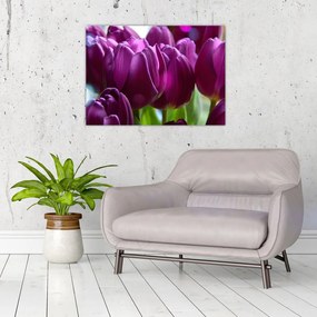 Obraz tulipanów (70x50 cm)