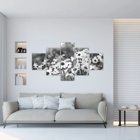 Obraz - Stokrotki (125x70 cm)