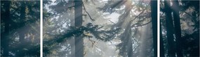 Obraz drzew, przez które prześwieca słońce (170x50 cm)