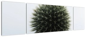 Obraz kuli kwiatowej (170x50 cm)