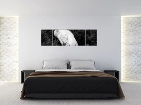 Obraz - Paw, czarno - biały (170x50 cm)