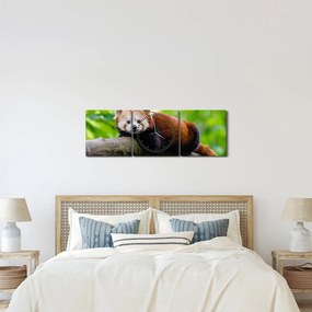 Obraz pandy czerwonej (z zegarem) (90x30 cm)