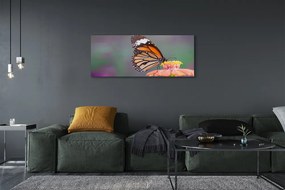 Duży obraz na płótnie Motyl na Kwiecie