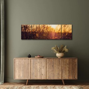 Obraz pola o zachodzie słońca (170x50 cm)