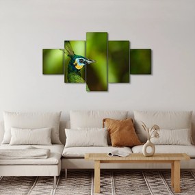 Obraz pawia (125x70 cm)