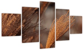 Obraz - Kortaderia (125x70 cm)