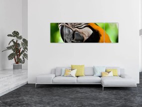 Obraz papugi (170x50 cm)
