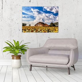 Obraz na szkle - pole słoneczników (70x50 cm)