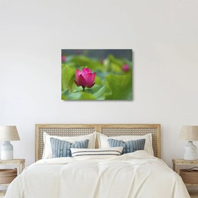 Obraz na szkle - roślina wodna (70x50 cm)