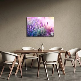 Obraz - Lawenda w słońcu (70x50 cm)