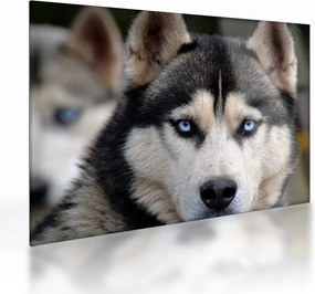 Obraz na szkle - pies husky (70x50 cm)